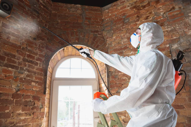 Best Mold Remediation for Healthcare Facilities  in Lonaconing, MD